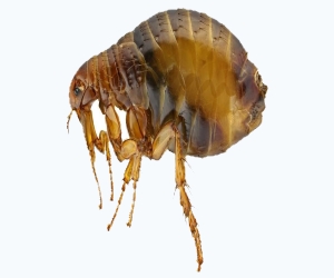 уничтожение блох в Балабаново