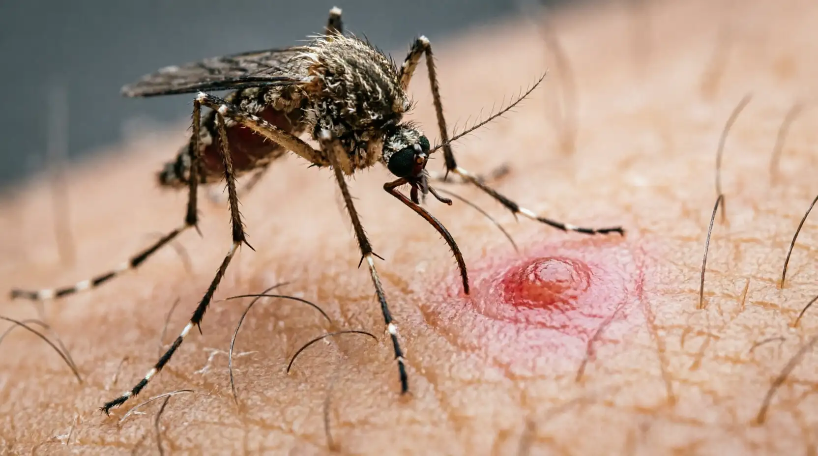 укус комаров в Балабаново