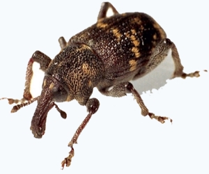 уничтожение жука долгоносика в Балабаново