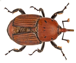 дезинсекция жука-долгоносика Балабаново