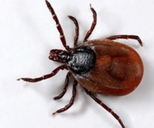 уничтожение клещей в Балабаново