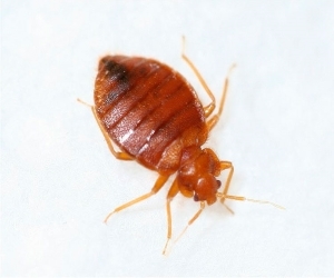 уничтожение клопов в Балабаново