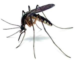 дезинсекция уничтожение комаров в Балабаново