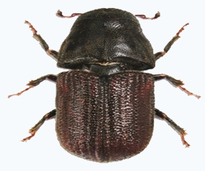 уничтожение короеда в Балабаново