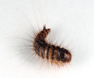 уничтожение кожееда в Балабаново