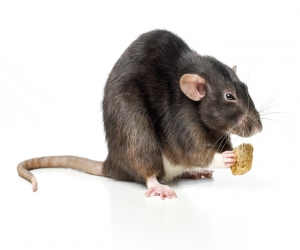 дератизация уничтожение крыс в Балабаново