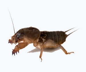 уничтожение медведки в Балабаново