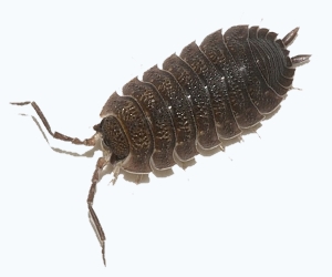 уничтожение мокрицы в Балабаново