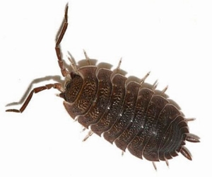 уничтожение мокрицы в Балабаново