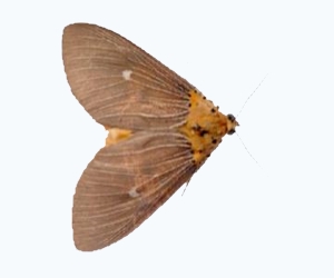 уничтожение моли в Балабаново