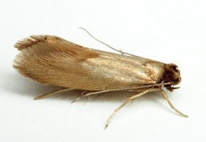 уничтожение моли в Балабаново