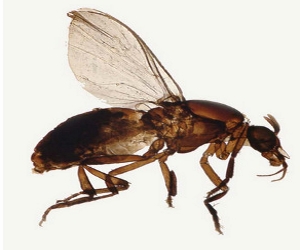 дезинсекция пищевой мошки в Балабаново