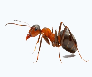 уничтожение муравьёв в Балабаново