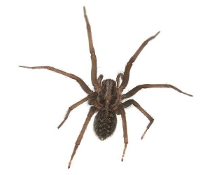 уничтожение пауков в Балабаново