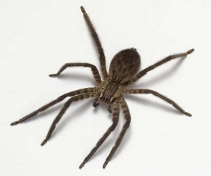 уничтожение пауков в Балабаново