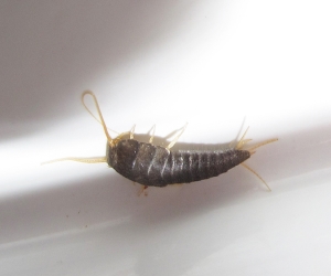 уничтожение чешуйницы в Балабаново